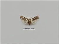 藏品(夜蛾829)的圖片